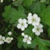 L’Aubépine