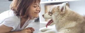La phytothérapie, aussi pour les chiens vieillissants