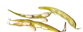 La Cosse de haricot