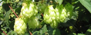 Le Houblon