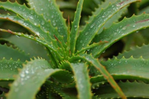 Plante aloe vera