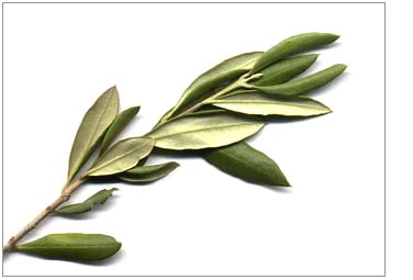 Les Feuilles d’olivier