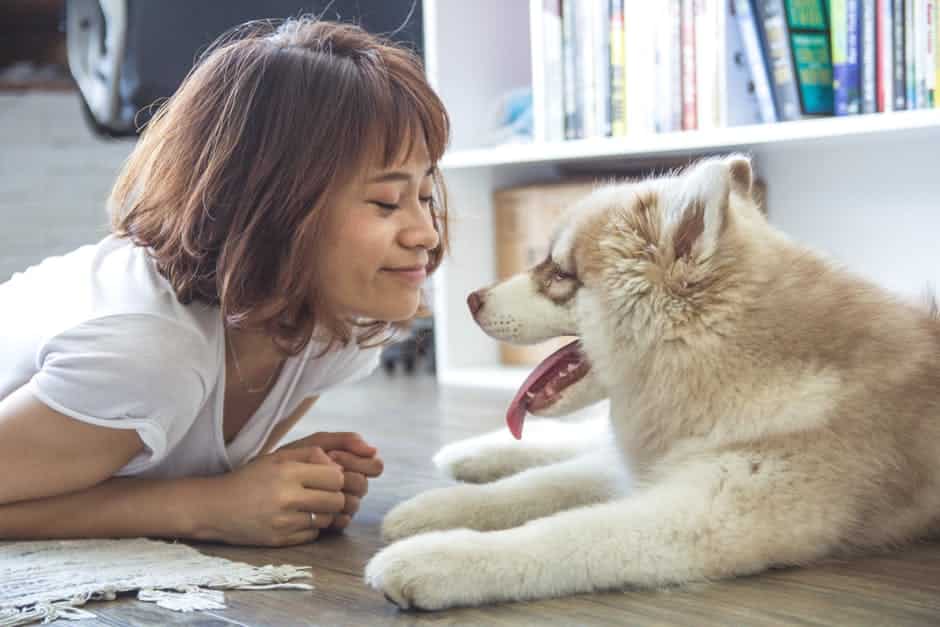 La phytothérapie, aussi pour les chiens vieillissants